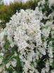 sklep ogrodniczy - Obiela The Bride (Exochorda) C3,5/40-50cm *K18