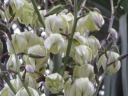 sadzonki - Yucca recurvifolia Banana Sprit /C3
