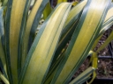 sadzonki - Yucca recurvifolia Banana Sprit /C3