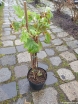 sadzonki - Hortensja dębolistna Snow Flake (Hydrangea quercifolia Snow flake) C3/60cm *K14