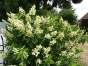 sklep ogrodniczy - Hortensja bukietowa Unique (Hydrangea paniculata Unique) C2/C3