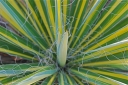 rośliny ogrodowe - Yucca Filamentosa Color Guard /C2 *K16