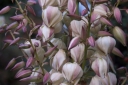 rośliny ozdobne - Yucca Filamentosa Color Guard /C2 *K16