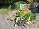 sklep ogrodniczy - Yucca Filamentosa Color Guard /C2 *K16