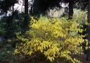 sklep ogrodniczy - Złotlin japoński PLENIFLORA (Kerria japonica) C2/50cm