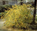 rośliny ozdobne - Złotlin japoński PLENIFLORA (Kerria japonica) C2/50cm