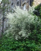 rośliny ozdobne -  Żarnowiec wczesny WHite Lion (Cytisus praecox)