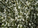 rośliny ozdobne - Żarnowiec wczesny WHite Lion (Cytisus praecox)