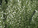 rośliny ogrodowe - Żarnowiec wczesny WHite Lion (Cytisus praecox)