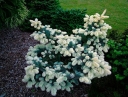 sklep ogrodniczy - Świerk kłujący Białobok (Picea pungens) P15/20cm