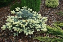 rośliny ozdobne - Świerk kłujący Białobok (Picea pungens) P15/20cm