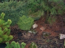 rośliny ozdobne - Świerk orientalny gracilis ( Picea orientalis)
