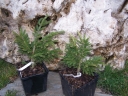 rośliny ozdobne - Świerk orientalny gracilis ( Picea orientalis)