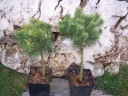 sadzonki -  Sosna kosodrzewina na pniu (Pinus mugo Mop)