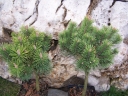 sklep ogrodniczy - Sosna kosodrzewina na pniu (Pinus mugo Mop)