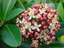 rośliny ogrodowe -  Skimmia japońska 'Rubella'  (Skimmia japonica) C3/20-30cm *T26