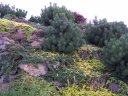sadzonki - Kosodrzewina Pumilio (Pinus mugo var.pumilio) C2/10-20cm *K4
