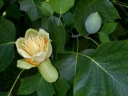 sadzonki -  Tulipanowiec amerykański Fastigiatum (Liriodendron tulipifera) C7,5/1,2-1,4m