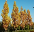 rośliny ozdobne - Tulipanowiec amerykański Fastigiatum (Liriodendron tulipifera) C7,5/1,2-1,4m