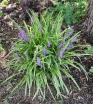 rośliny ozdobne - Liriope szafirkowata odm. Gold Banded (Liriope muscari) /C2