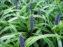 sklep ogrodniczy - Liriope szafirkowata odm. Gold Banded (Liriope muscari) /C2