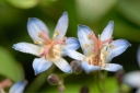 rośliny ogrodowe -  Ogrodowa orchidea (Tricyrtis hirta) Trójsklepka /P9 *8