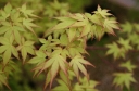 rośliny ozdobne - Klon palmowy SANGO KAKU (Acer palmatum) C3/60-80cm *T58-59