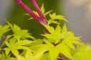 sadzonki - Klon palmowy SANGO KAKU (Acer palmatum) C3/60-80cm *T58-59