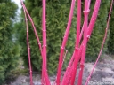 sadzonki - Klon palmowy SANGO KAKU (Acer palmatum) C3/60-80cm *T58-59