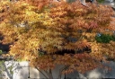 rośliny ozdobne - Klon palmowy SANGO KAKU (Acer palmatum) C3/60-80cm *T58-59