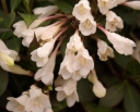 sadzonki -  Krzewuszka BLACK and WHITE  (Weigela Black and White 'Courtacad1' PBR) C5/30-40cm