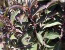sadzonki - Krzewuszka BLACK and WHITE  (Weigela Black and White 'Courtacad1' PBR) C5/30-40cm