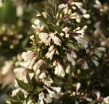 rośliny ogrodowe - Krzewuszka BLACK and WHITE  (Weigela Black and White 'Courtacad1' PBR) C5/30-40cm