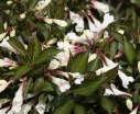 rośliny ogrodowe - Krzewuszka BLACK and WHITE  (Weigela Black and White 'Courtacad1' PBR) C5/30-40cm