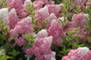 sadzonki - Hortensja bukietowa 'Renhy' VANILLE FRAISE Hydrangea paniculata /C5 *17