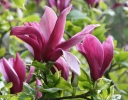 sklep ogrodniczy - Magnolia rubinowa NIGRA C3(C7,5)/80-120cm *TL