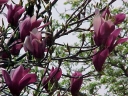 rośliny ogrodowe - Magnolia rubinowa NIGRA C3(C7,5)/80-120cm *TL