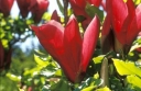 rośliny ozdobne - Magnolia rubinowa NIGRA C3(C7,5)/80-120cm *TL