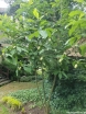 sklep ogrodniczy - Magnolia parasolowata (Magnolia tripetala) C7,5/1,2-1,5m *K9