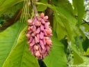 rośliny ogrodowe - Magnolia parasolowata (Magnolia tripetala) C7,5/1,2-1,5m *K9