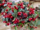 sklep ogrodniczy -  Golteria rozesłana (Gaultheria procumbens) P11 *8