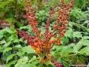 rośliny ozdobne -  Mahonia nitens CABARET /C3 *K19