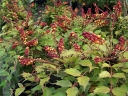 rośliny ozdobne - Mahonia nitens CABARET /C3 *T5