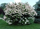 rośliny ogrodowe - Hortensjowe drzewko  Hortensja bukietowa Pee Gee na pniu GRANDIFLORA C5/Pa70cm