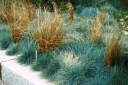 rośliny ogrodowe - Kostrzewa popielata (Festuca glauca) /C2 *K5