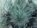 rośliny ozdobne - Kostrzewa popielata (Festuca glauca) /C2 *K5