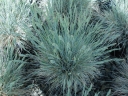 rośliny ogrodowe - Kostrzewa popielata (Festuca glauca) /C2 *K5