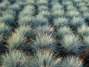 sklep ogrodniczy - Kostrzewa popielata (Festuca glauca) /C2 *K5