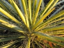 sadzonki -  Yucca Filamentosa (Golden Sword) C1,5