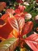 sadzonki - Aronia wielkoowocowa (Aronia melanocarpa) P15/80-100cm *K6
